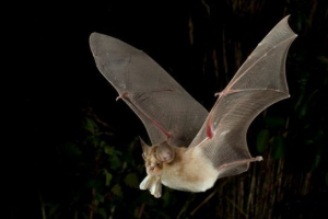 Rdeča knjiga republike adygea